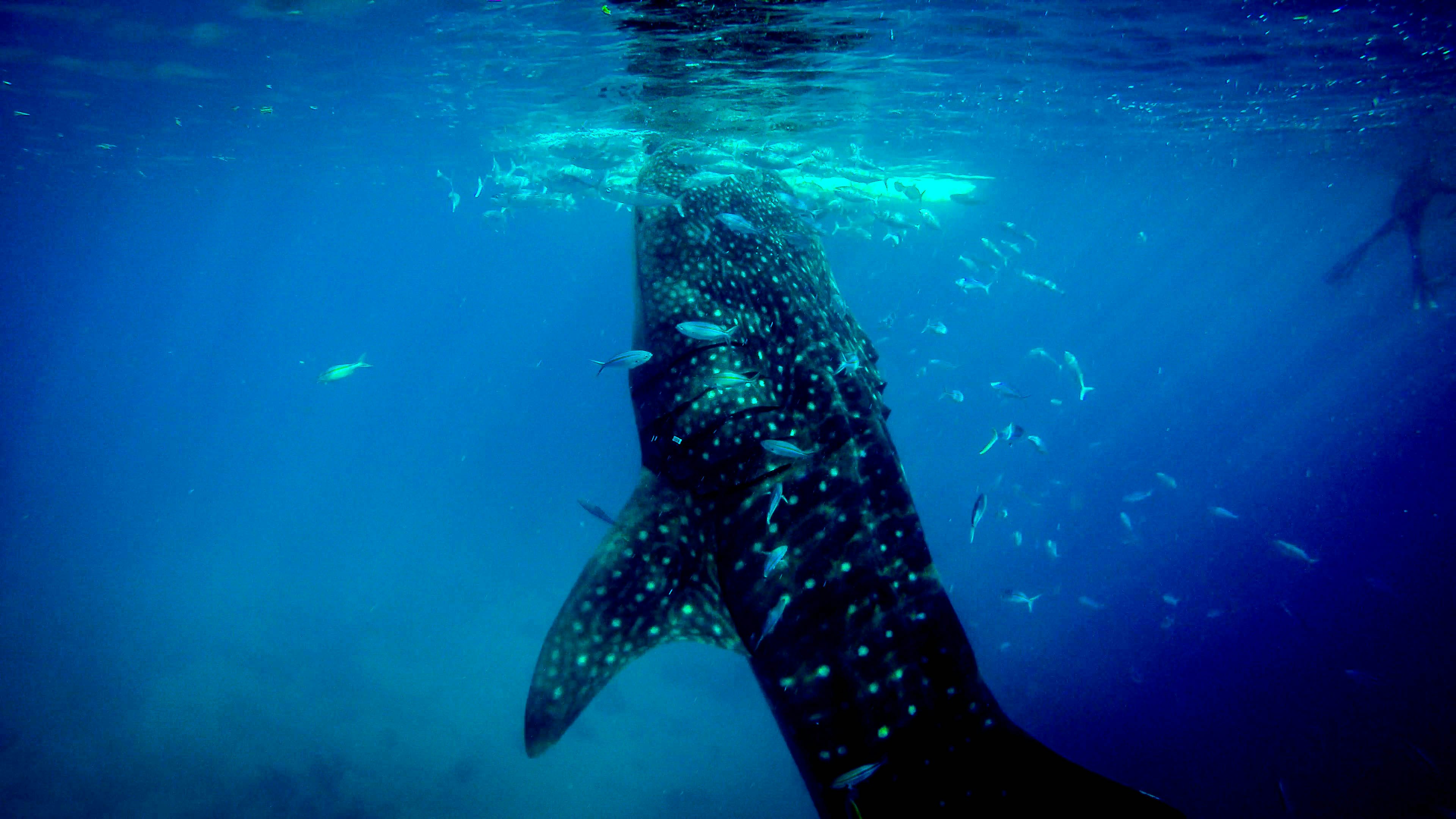 underwater photography of shark